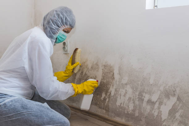 Professional Mold Remediation in Jamaica Beach, TX
