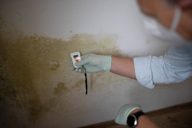 Best Basement Mold Remediation in Jamaica Beach, TX