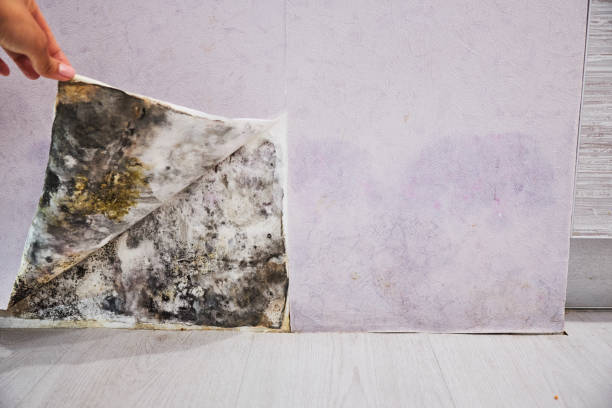 Best Residential Mold Remediation in Jamaica Beach, TX